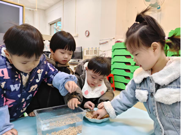 黄豆观察