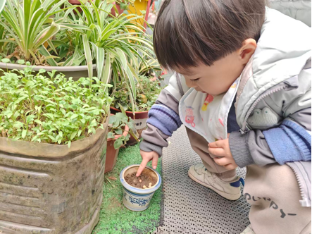 种植黄豆